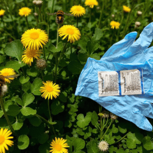 Glove and flowers with bees in garden.